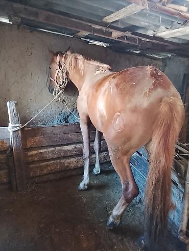 Лошади, кони: Продаю | Кобыла (самка) | На забой — 2