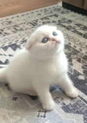 Pişiklər: Britan yastı qulaq, Erkək, Dişi, Yaxşı əllərə, Ünvandan götürmə, Ödənişli çatdırılma, Rayonlara çatdırılma — 2