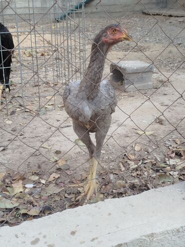 купить домик для кошки недорого: Продаю | Куры