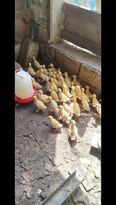arpanın qiyməti: Salam tam saqlam pekin kuban ordeklerdi 14 gunlukduler qiymet 2.80 — 2