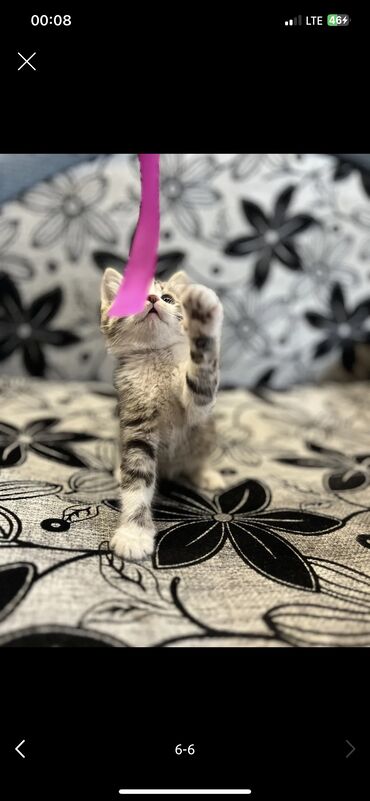 черные котята: Кошка даром: Беспородная, 2 месяца, Девочка, Приучена к лотку, Проглистована