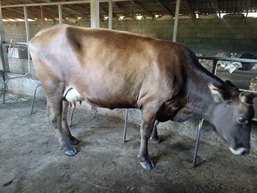 коровы тёлки: Продаю | Корова (самка) | Швицкая | Для молока | Стельные