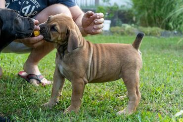 Psi: Sa ponosom predstavljamo vrhunske štence rase Južnoafrički mastif – — 22