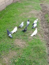 клетка для хомяков: Ev göyərçinləri dəsti - Rənglər: ağ, qara, boz, ala (xallı) nümunələr