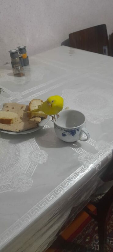 Digər quşlar: 1 aylıg qırmızı göz ələ öyrəşmiş quşdu
sumqayit — 8