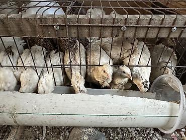 ❗️СРОЧНО ПРОДАМ ПЕРЕПЕЛОК, ЕСТЬ 27 ШТУК❗️