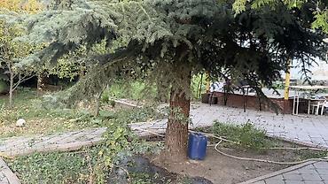 ковер цена бишкек: Беседка Дерево — 2