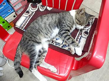 кошка купить бишкек: 2 года, Мальчик — 1