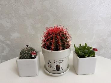 Кактусы: 🌵 Декоративный набор кактусов 🌵 Идеально для дома или офиса — 1