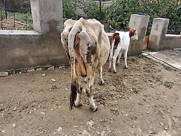 sudlu inək: Dişi, il: 1, 100 kq, Südlük, Ödənişli çatdırılma — 6