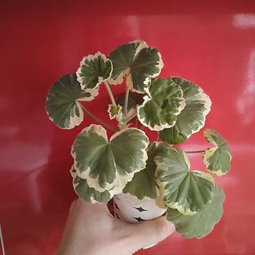 Otaq bitkiləri: Традесканция и др — 11