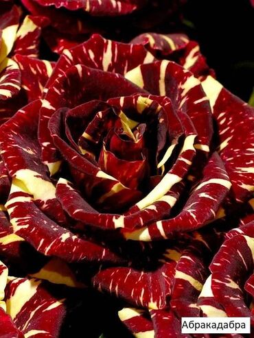 Садовые цветы и кустарники: Саженцы цветка: Розы, Бесплатная доставка, Самовывоз — 11