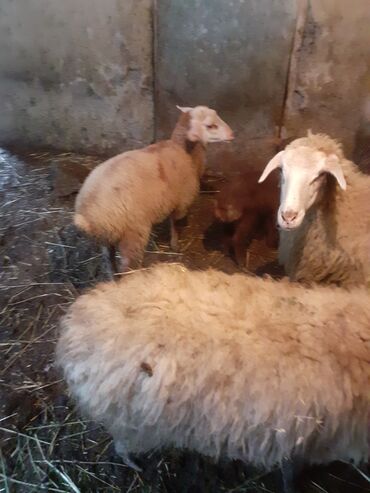 Qoyunlar, qoçlar: 1ci 2ci 4cü qardilar 470 deylir balali cidi şexsler zeng vursun -da lalafo.az — 8 Qoyunlar, qoçlar: 1ci 2ci 4cü qardilar 470 deylir balali cidi şexsler zeng vursun — 8