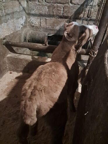 Dana, buzov: Dana, buzov, Erkək, Simental, ay: 5, Damazlıq — 11