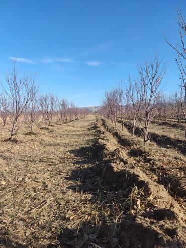Спил деревьев, заготовка дров: Обрезка плодовых деревьев и кустарников яблок груш черешня абрикос — 13