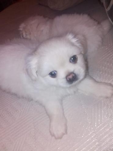 sirin it sekilleri: Pekines, 1 ay, Dişi, Peyvəndli — 10