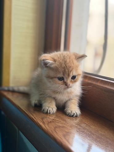 Pişiklər: Britan — 8