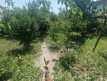 tap az sumqayit: 6 sot, Tikinti, Mülkiyyətçi, Kupça (Çıxarış) — 2