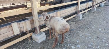 купить овец романовской породы: Продаю | Баран (самец) | Гиссарская