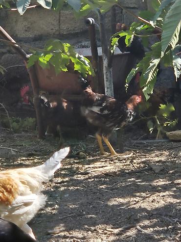 cins xoruz harda banliyar: Məhsul: xoruzları 5-6 aylıq. 14 manat mesaj yazın geri dönüş edəcəm — 3