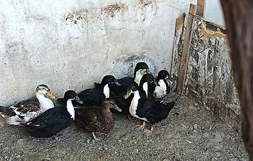 lal ördəklər: Ordek 3ayligdi 2 gunlukde yanimizda boyuyub son qiymət 8 denedi — 1