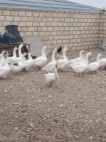 gəncə toyuq satan: Salam cavan da var qocada ən azı təmiz əti 2 kq gəlir 3 kq da gələn — 2