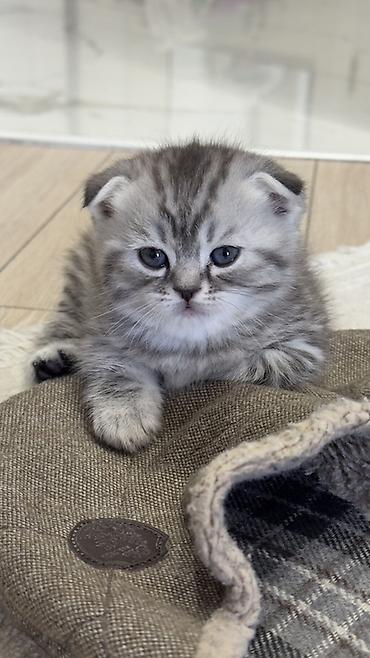 Продажа кошек: Три кошки и один кот Породистые котята серебристого окраса — 38