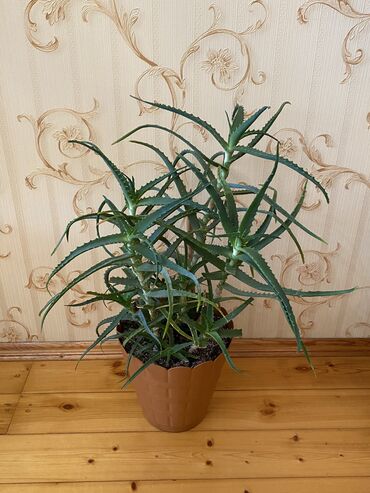 Otaq bitkiləri: Aloe bitkisidir, 4 illikdir, dərman kimidə istifadə etmək mümkündür