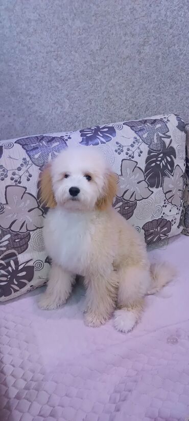 İtlər: Pudel, Sənədli — 2