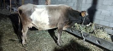 дойки ко: Продаю | Корова (самка) | Полукровка | Для молока — 7
