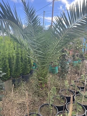palm: Limon şam ağacı– dekorativ iynəyarpaqlı Lelandra Sekas Finik Tuya — 6