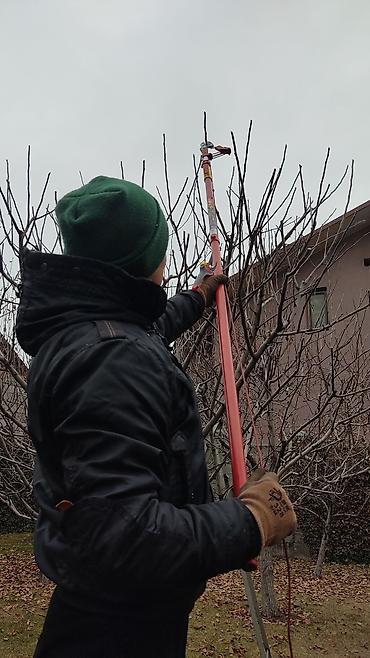 Спил деревьев, заготовка дров: Обрезка плодовых деревьев !!! Также обрезка хвойных и различных at lalafo.kg — 6 Спил деревьев, заготовка дров: Обрезка плодовых деревьев !!! Также обрезка хвойных и различных — 6