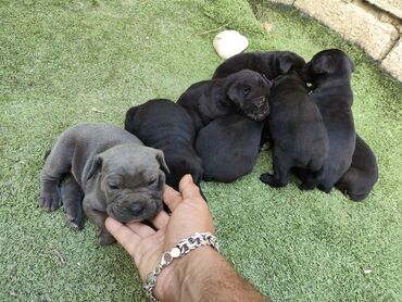 İtlər: 1 ay, Peyvəndli, Rayonlara çatdırılma, Ünvandan götürmə, Pulsuz çatdırılma — 26