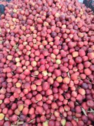 шкаф для одежды новый: Продаю яблоко, сорт Превосход+Крипсон 25 тон