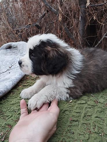 Продажа собак: Сенбернар Щенки крупной породы, пушистые, с бело‑черным окрасом — 9