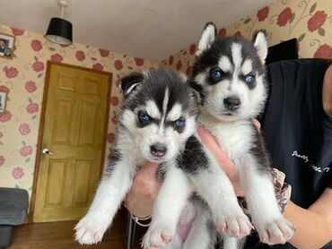 Άλλα: Πωλούνται κουτάβια Siberian Husky Πωλούνται ίσια μπλε μάτια, πανέμορφα