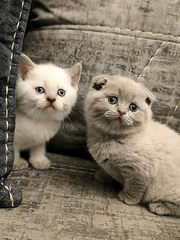 Pişiklər: Britan, Yaxşı əllərə — 8