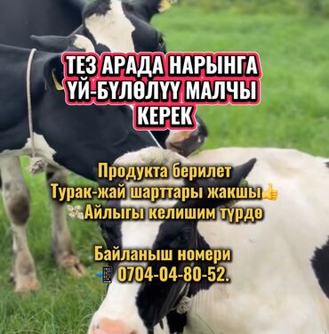ищу работу кафе: Талап кылынат Малчы, Төлөм Келишим түрдө, Тамактануу