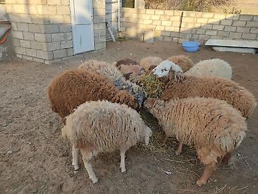 Quzu: Erkey qoyunlar 8 eded hamsi erkeydi — 17