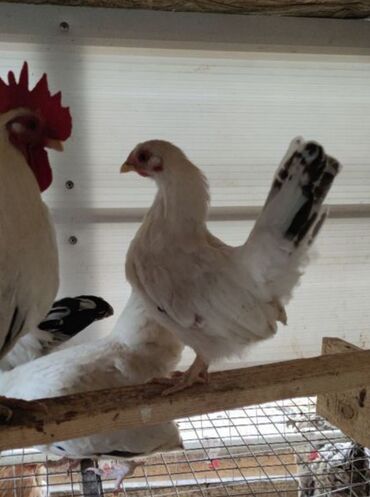 Куры, петухи: Продаю | Петух, Куры — 3