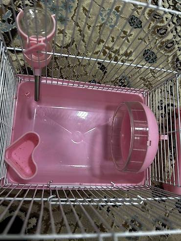 Qəfəslər: 1 ədəd ana hamster 3 ədəd bala hamster 2 kletka biri böyük biri — 2