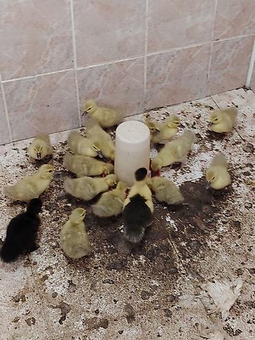 mandarinka ordek satilir: Satılan məhsul ördək balalarıdır.lavanda təmiz qan Şəkillərdə bir — 2