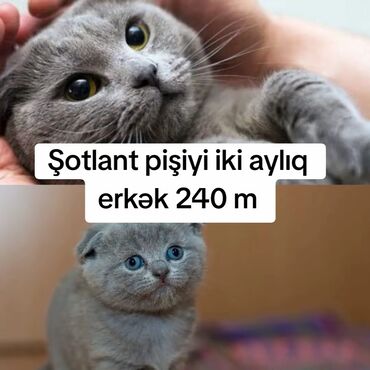 pişiklər: Şotland, Erkək