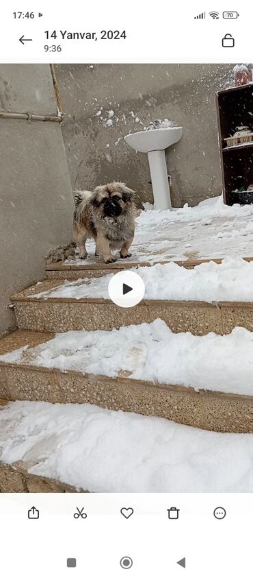 pekines itleri qiymeti: Пекинес, 1 год, Самец, С прививками, Самовывоз