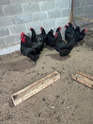 Куры, петухи: Продаю | Инкубационные яйца | Для разведения — 6