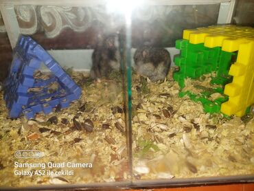 Gəmiricilər: İki hamster dişi,erkek.akvariumla bir yerde su qabisi falan.körpeler