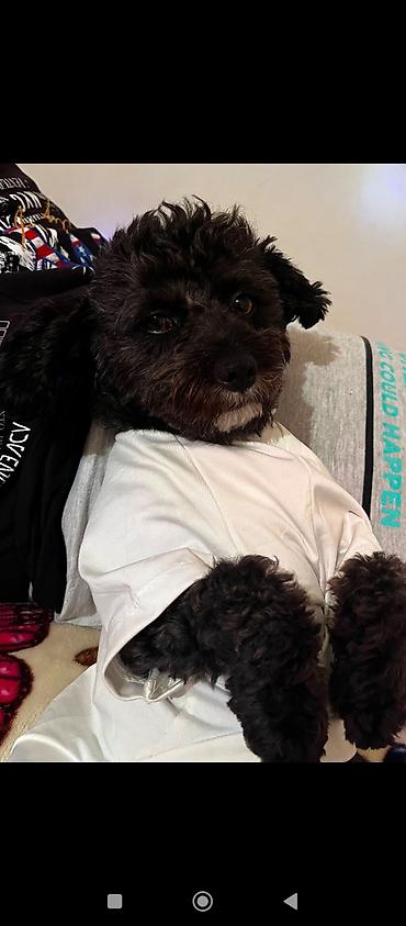xaltalar: 1 yaş 7 aylıq Maltipoo cinsi cütləşdirmək üçün dişi axtarılır hər şeyi — 4