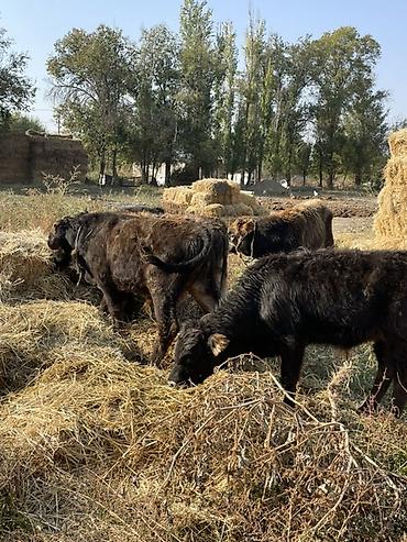 услуги для животных: Продаю | Бык (самец), Музоо, торпок | На откорм — 1