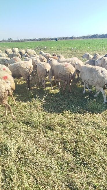 Qoyunlar, qoçlar: Qoyun sürüsü – ət və süd istiqamətli yerli cinslər - Şəkillərdə geniş -da lalafo.az — 29 Qoyunlar, qoçlar: Qoyun sürüsü – ət və süd istiqamətli yerli cinslər - Şəkillərdə geniş — 29