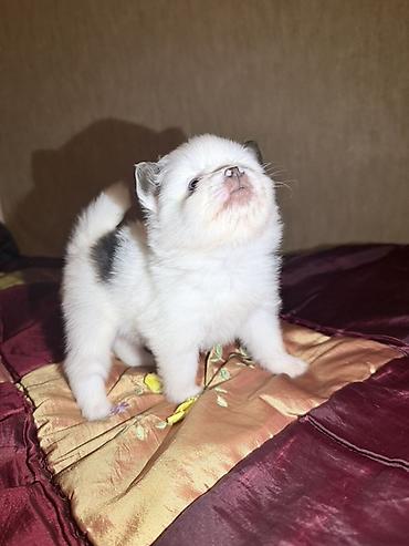 İtlər: Şpitz, 2 ay, Dişi — 6